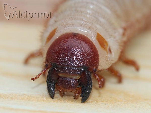 Oryctes nasicornis