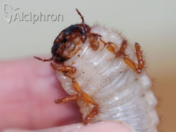 Oryctes nasicornis