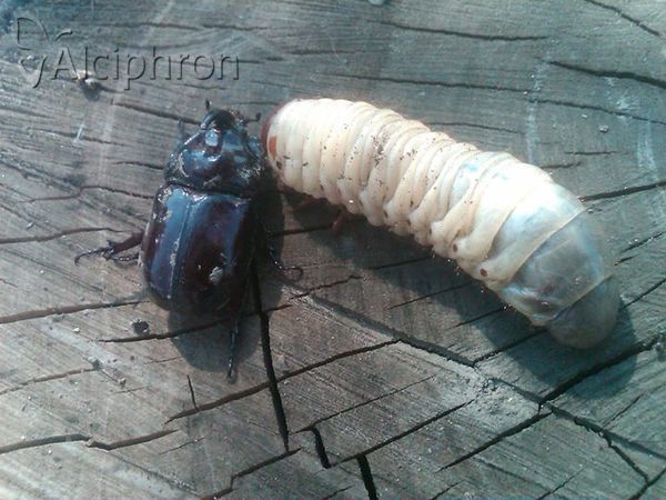 Oryctes nasicornis