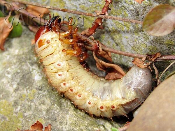 Oryctes nasicornis