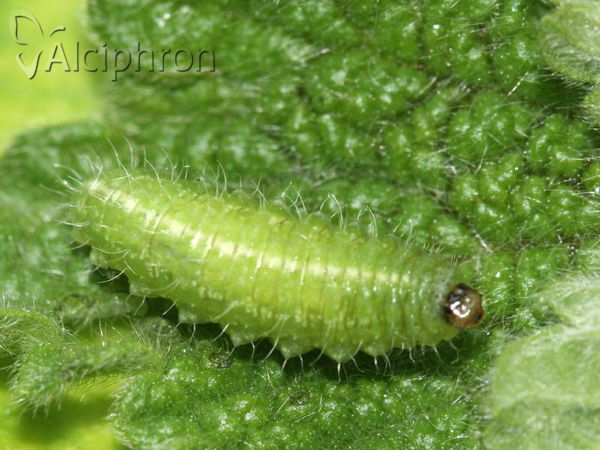 Neoglanis ovalis
