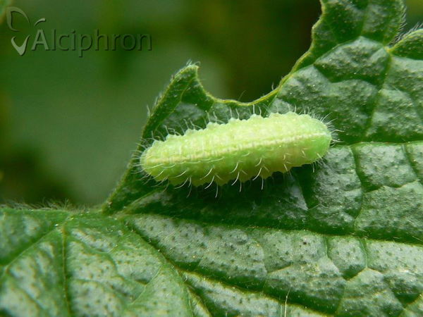 Neoglanis ovalis