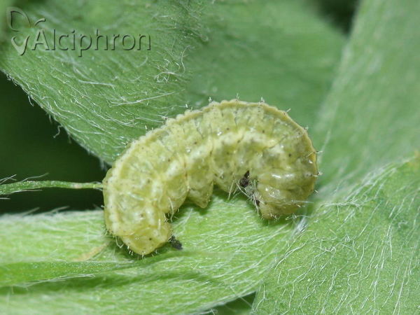 Hypera postica