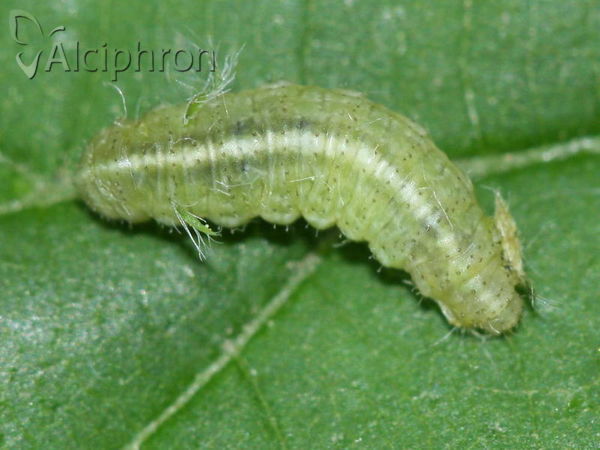 Hypera postica