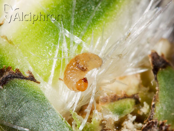 Larinus centaurii
