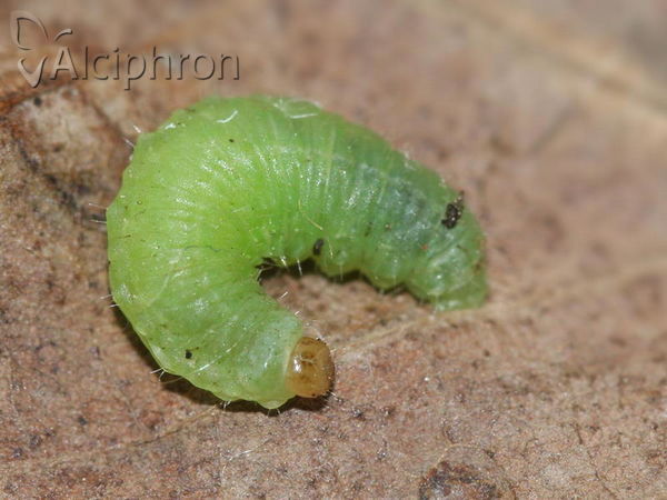 Liophloeus tessulatus