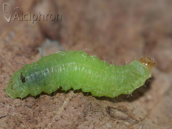 Liophloeus tessulatus