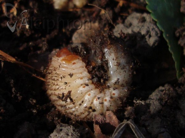 Holochelus aequinoctialis