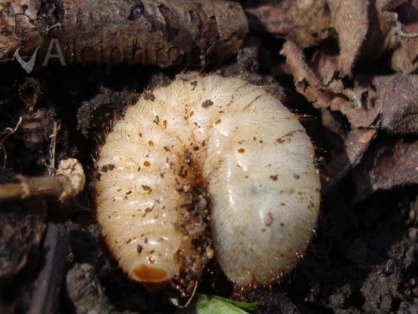 Holochelus aequinoctialis