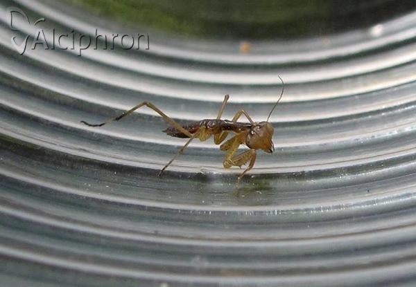 Mantis religiosa