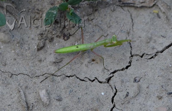 Mantis religiosa