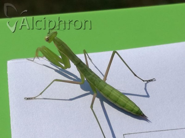 Mantis religiosa