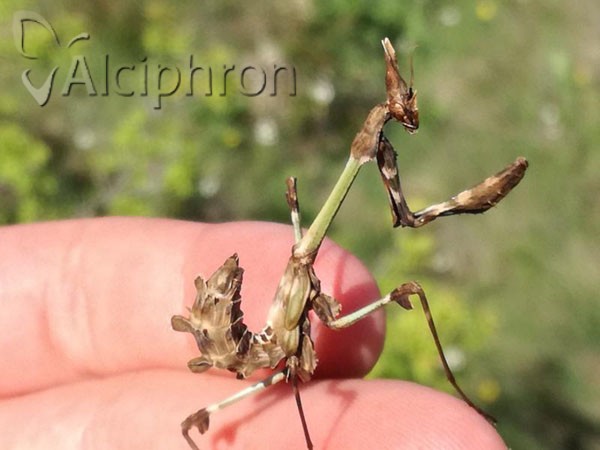 Empusa fasciata