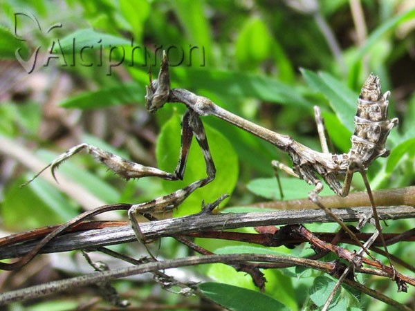 Empusa fasciata