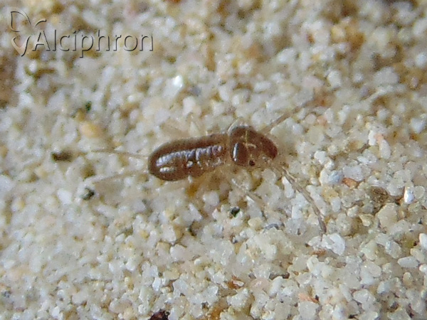 Forficula auricularia