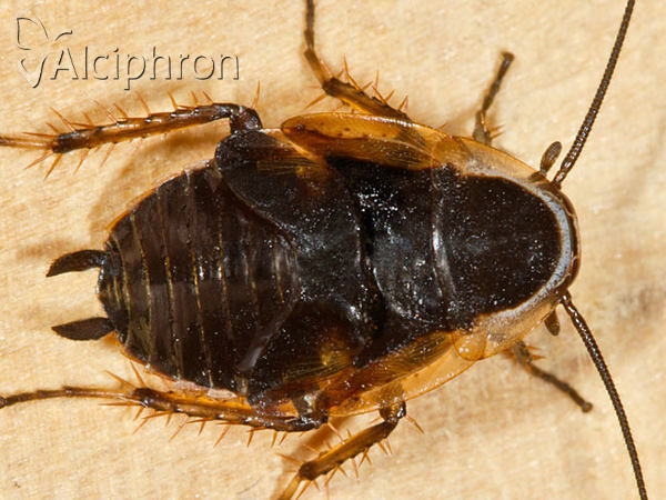 Blatta orientalis