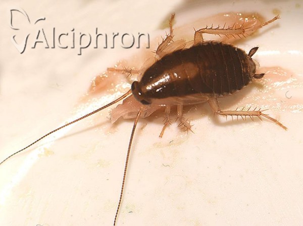 Blattella germanica