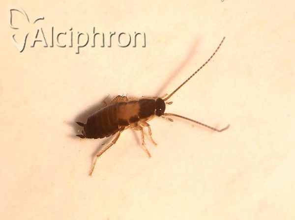 Blattella germanica