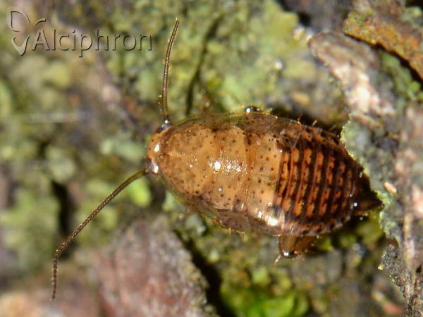 Ectobius lapponicus