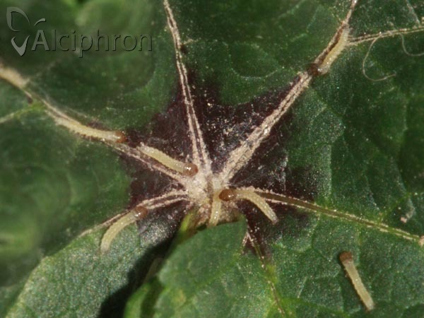 Triodia sylvina