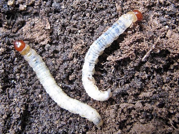 Triodia sylvina