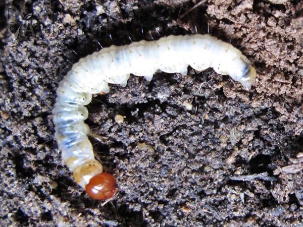 Triodia sylvina