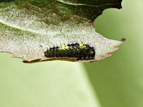 Iphiclides podalirius