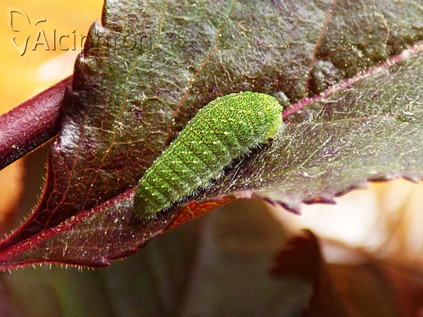 Iphiclides podalirius