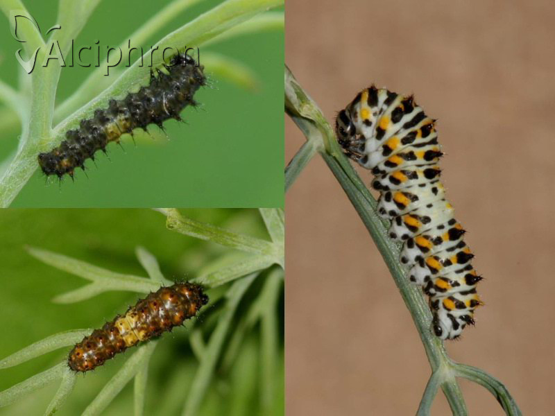 Papilio machaon