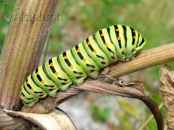 Papilio machaon