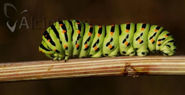 Papilio machaon