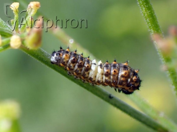 Papilio machaon