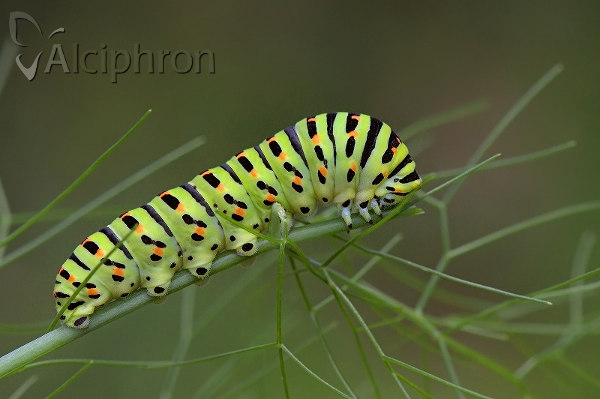 Papilio machaon