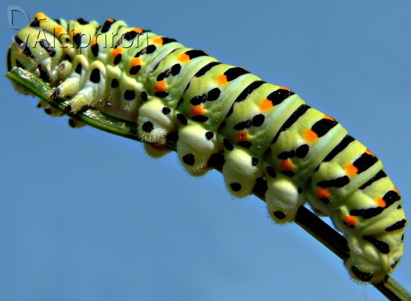 Papilio machaon