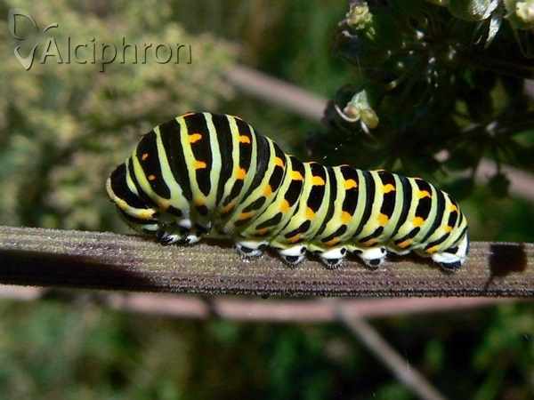 Papilio machaon