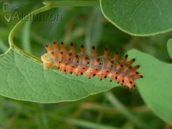 Zerynthia polyxena