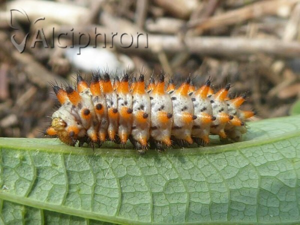 Zerynthia polyxena