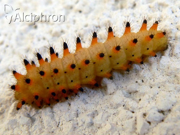 Zerynthia polyxena