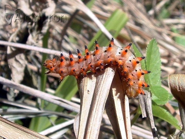 Zerynthia polyxena