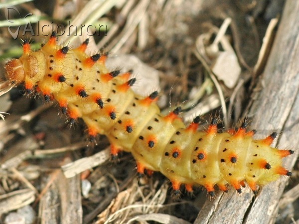 Zerynthia polyxena