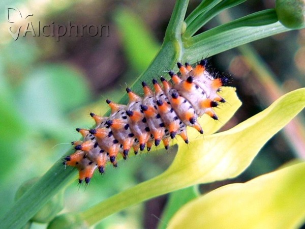 Zerynthia polyxena