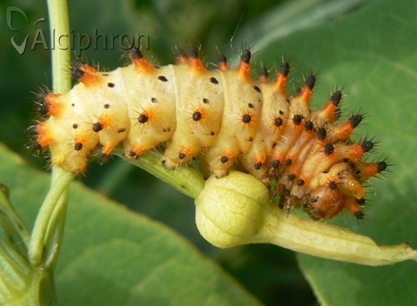 Zerynthia polyxena