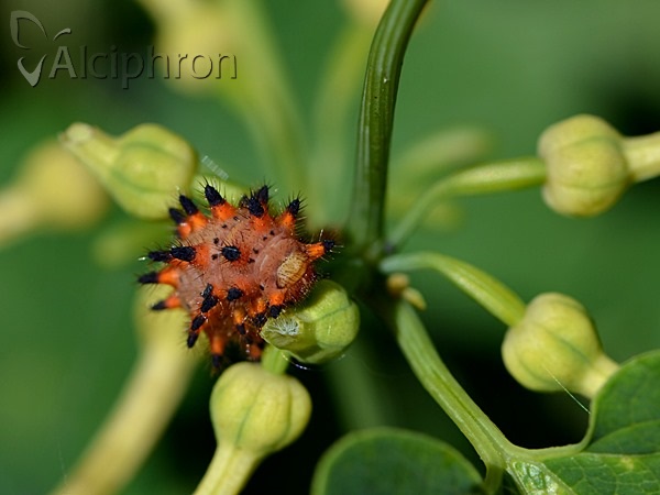 Zerynthia polyxena