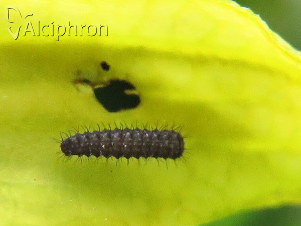 Zerynthia polyxena