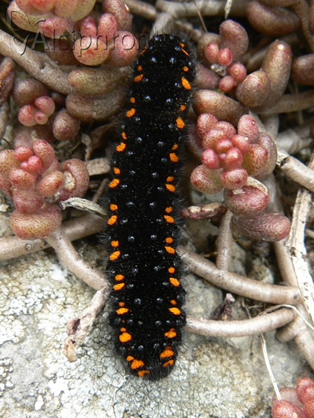 Parnassius apollo