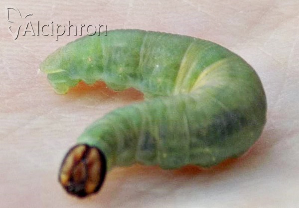 Ochlodes sylvanus