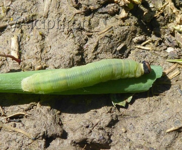 Ochlodes sylvanus