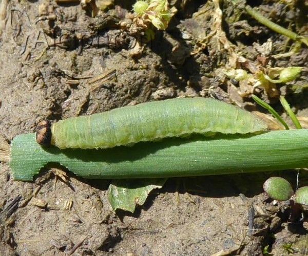 Ochlodes sylvanus