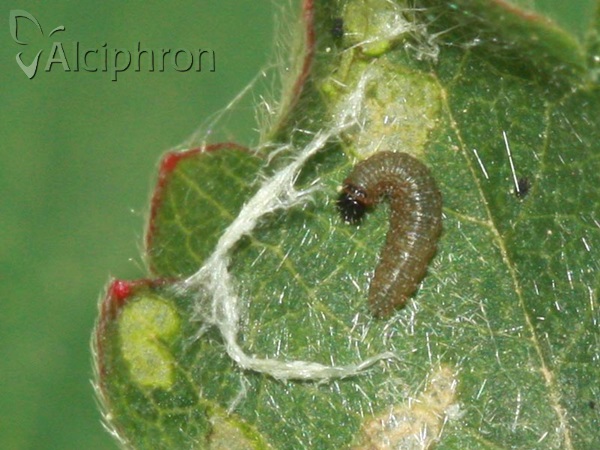 Pyrgus malvae