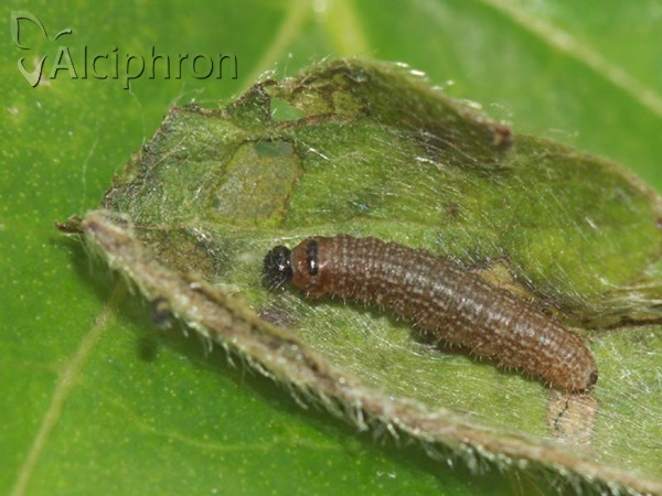 Pyrgus malvae
